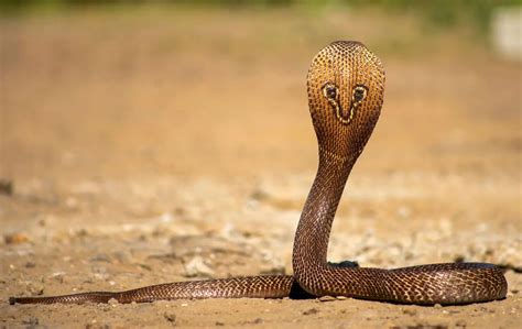 Is Indian Cobra Poisonous