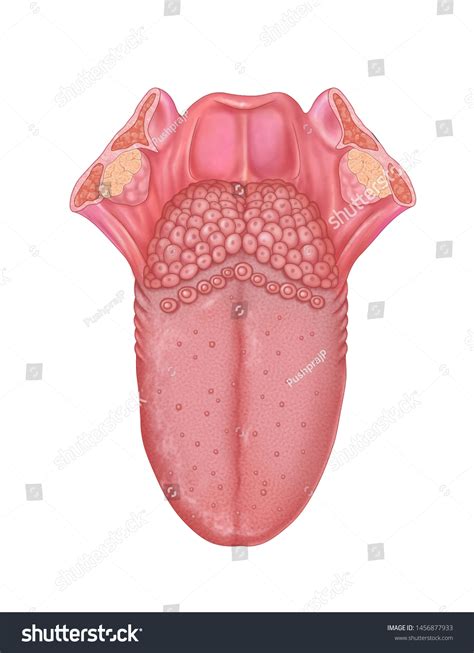 Illustration Dorsal Surface Tongue Taste Buds Stock Illustration ...