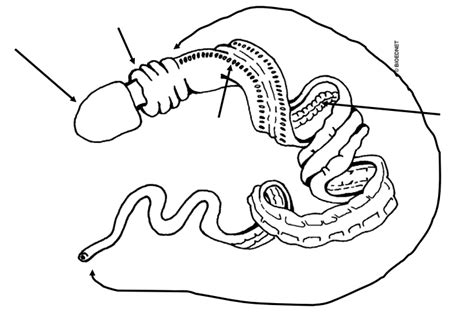 Class Enteropneusta Diagram Quizlet