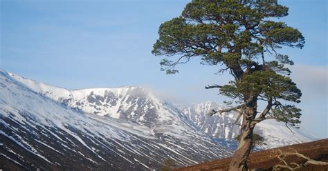 How High Can A Tree Grow National Trust For Scotland