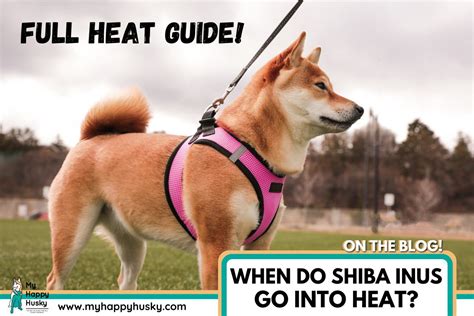 When Do Shiba Inus Go Into Heat Complete Heat Guide My Happy Husky