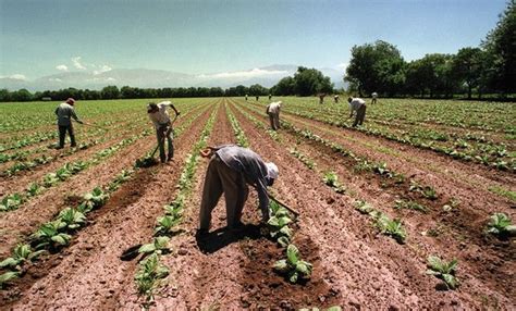 ¿en Qué Consiste La Contratación Temporaria En La Actividad Agraria