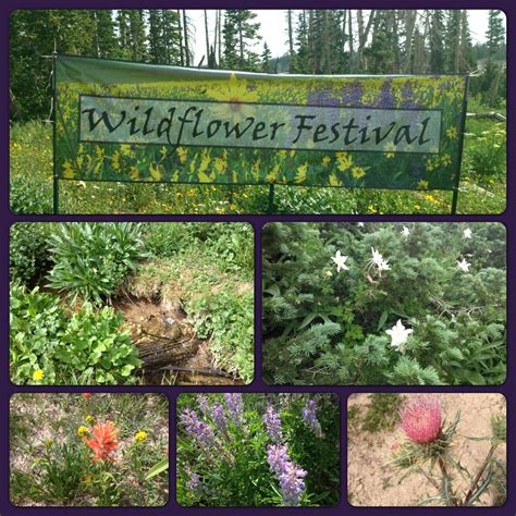 Wildflower Festival Cedar Breaks Utah Wild Flowers Outdoor Garden