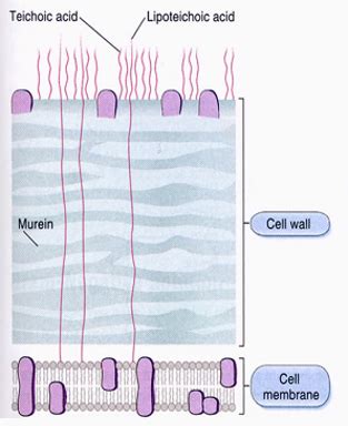 Mikrobiologi MI Flashcards Quizlet