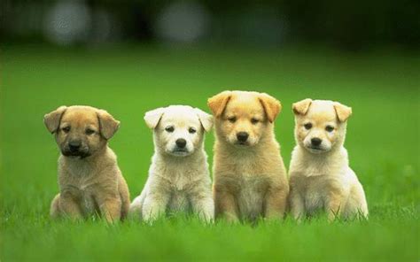 Cute Puppy 4K Wallpapers - Top Free Cute Puppy 4K Backgrounds ...