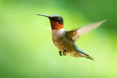 Ruby Throated Hummingbird Massachusetts Patrick Zephyr Photography