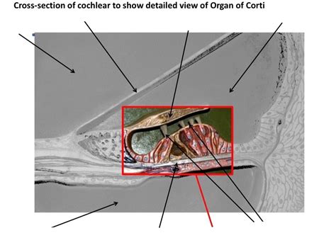 Cross Section Of Cochlear To Show Detailed View Of Organ Of Corti