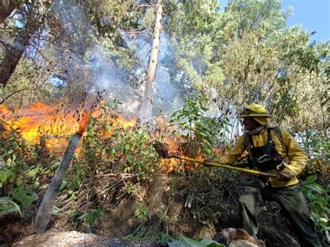 Reconocen A Los Combatientes Forestales En Su Día Zona Centro Noticias