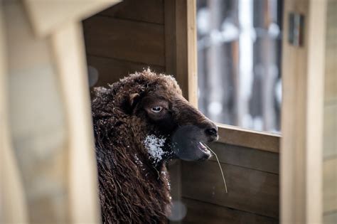 Salzburger Bergadvent 2024 Tourismusverband Großarltal