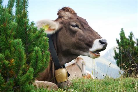 transmissible spongiform encephalopathies   deaths