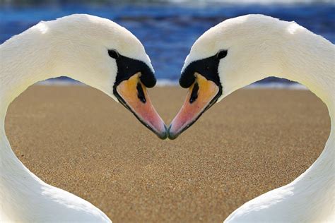 Swan Heart Love Free Photo On Pixabay