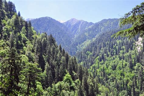 Study Shows Mountain Forests Being Lost At Alarming Rate Especially