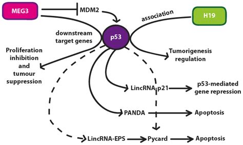 IJMS Free Full Text Long Non Coding RNAs And P53 Regulation