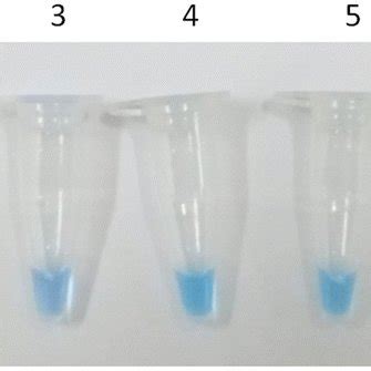 Naked Eye Discrimination Of Lamp Amplified Products As A Result Of A