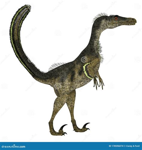 Velociraptor Mongoliensis Isolated On White Background. Theropod ...