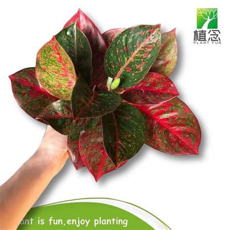 Aglaonema Red Sun Suppliers - Aglaonema Red Sun Wholesale - PLANT FUN