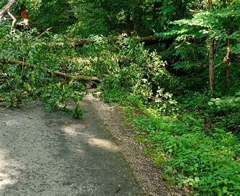 Freiwillige Feuerwehr Michlgleinz Baumbergung in Mönichgleinz