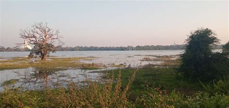 Panoramic View From The Top Of Basawakkulama Lake At Sunset Srilanka Asia Stock Image Image