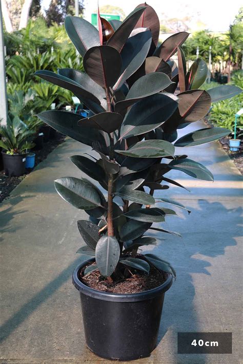 Ficus Elastica Burgundy Dinsan Nursery