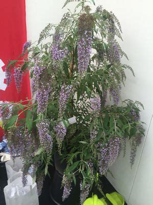 Sommerflieder Wisteria Lane Lubera De