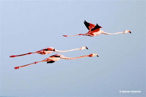 Can Flamingos Fly Answers To All Your Questions