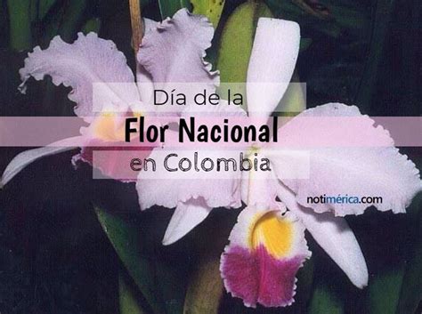 22 De Noviembre Día De La Flor Nacional En Colombia ¿por Qué Se