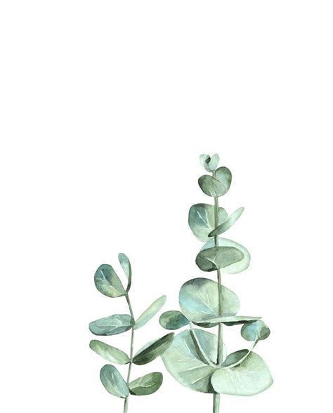 Eucalyptus Leaves Printable