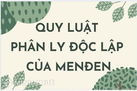 Nội dung và ý nghĩa quy luật phân li độc lập của Menđen là gì