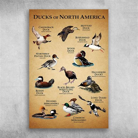 Ducks Of North America Canvas Poster Wall Art WallPapers Etsy