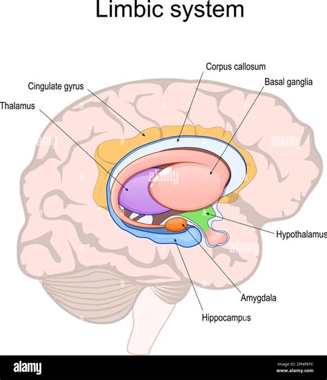 système limbique Coupe transversale du cerveau humain Structure et