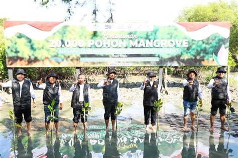 Khofifah Penanaman 20 Ribu Mangrove Upaya Jaga Kelestarian Alam