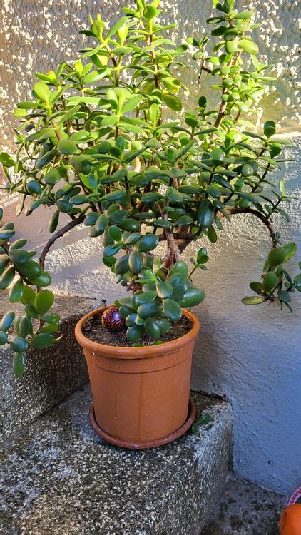 Geldbaum Crassula Ovata Kaufen Auf Ricardo