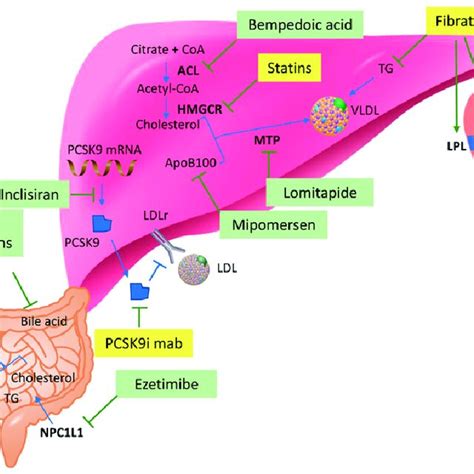 Sites And Targets Of Lipid Lowering Therapies Diagram Of The Download Scientific Diagram