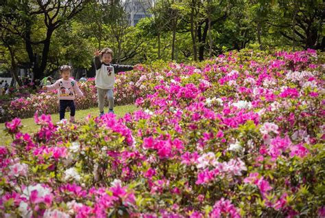 芒果與杜鵑是好朋友？賞花小旅行，看見大安森林公園的委屈故事｜天下雜誌