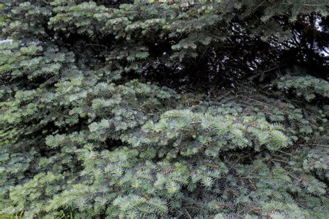 The Blue Spruce Also Commonly Known As Green White Colorado Or