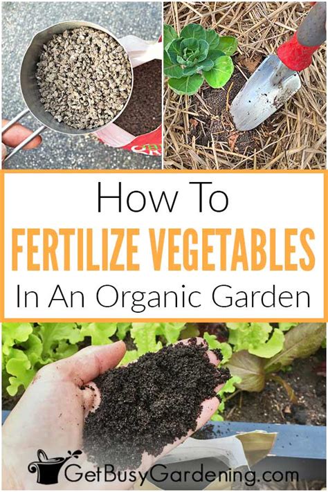 Fertilizing Your Vegetable Garden Everything You Need To Know