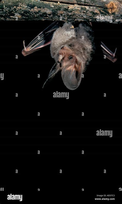 Mammal Bat Big eared Stock Photo - Alamy