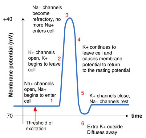 Action Potential Stages