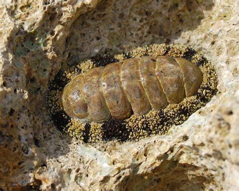 What Are Chitons With Pictures