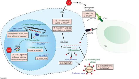 Figure 1 From Sex Differences In Hiv 1 Persistence And The Implications