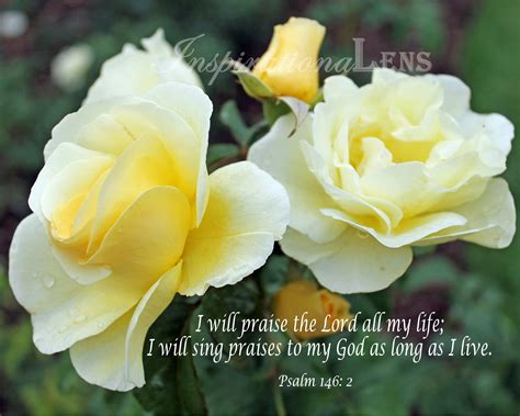 Yellow Roses Photo Rose Photo Psalm 146 2 Bible Verse Flower Photo