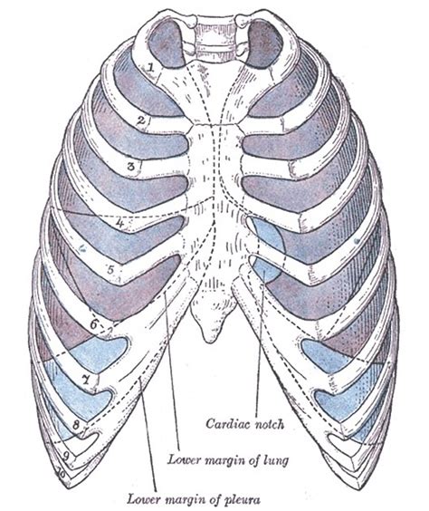 Lines Of Pleural Reflection