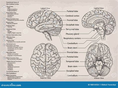 Diagrama Anat Mico Del Cerebro Humano Medicina Ejemplo Del Vector