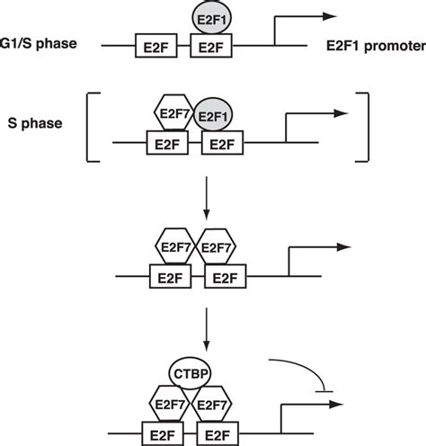 Interaction Of E2f7 Transcription Factor With E2f1 And C Terminal