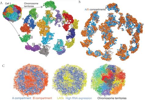 Figure 11 From Role Of The Drosophila Beaf Protein In Chromatin Domain