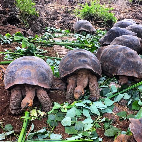 Charles Darwin Research Station - Galapagos Attraction | Expedia.com.au