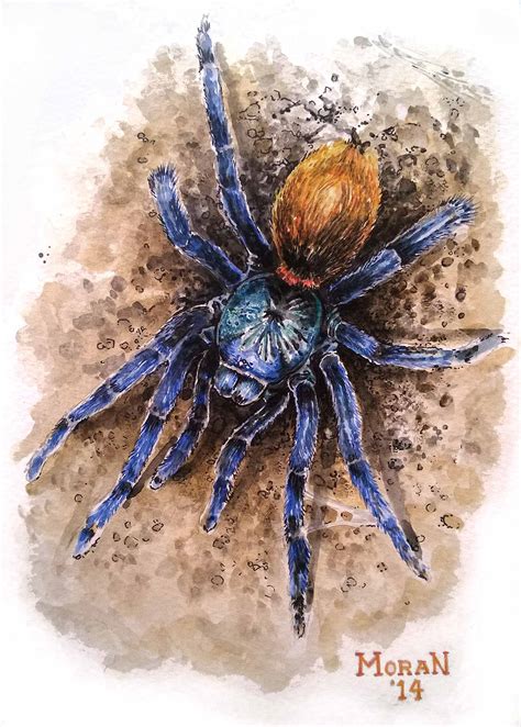 GBB (C. cyaneopubescens) Painting | Tom's Big Spiders