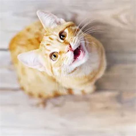 Ask a Vet with Dr. Sam: Is it true that cats only meow at humans? - MRFRS | The Merrimack River ...