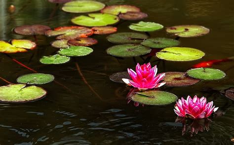 Plant Water Lily Aquatic Free Photo On Pixabay Pixabay