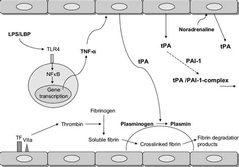 The basic mechanisms of the inflammatory and fibrinolytic systems ...